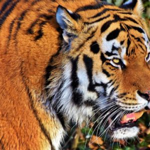 Discovering Tiger Park Pattaya: A Unique Wildlife Experience