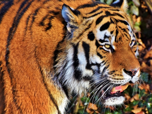Discovering Tiger Park Pattaya: A Unique Wildlife Experience
