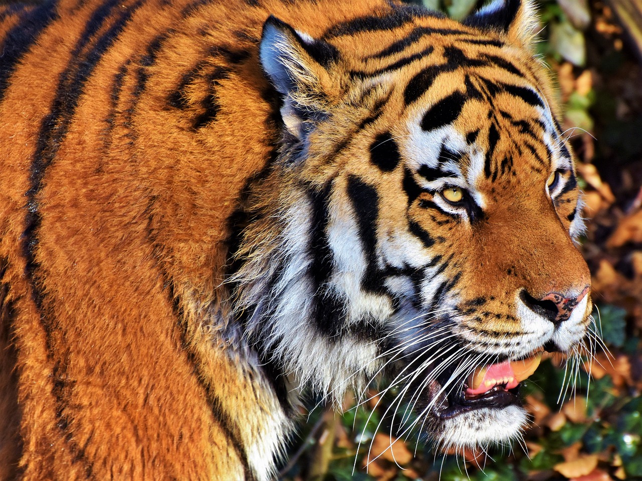 Discovering Tiger Park Pattaya: A Unique Wildlife Experience