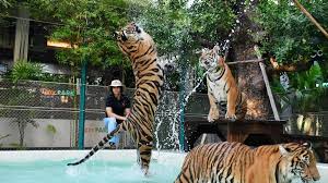 tiger park pattaya